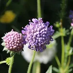 Confortable Avec Jardin Privatif Pres De Saint-die-des-vosges - Fr-1-589-844 Holiday home