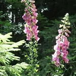 Confortable Avec Jardin Privatif Pres De Saint-die-des-vosges - Fr-1-589-844 Holiday home Provencheres-sur-Fave