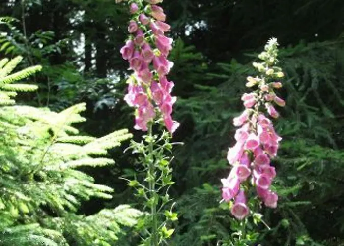 Confortable Avec Jardin Privatif Pres De Saint-die-des-vosges - Fr-1-589-844 度假居 Provenchères-sur-Fave